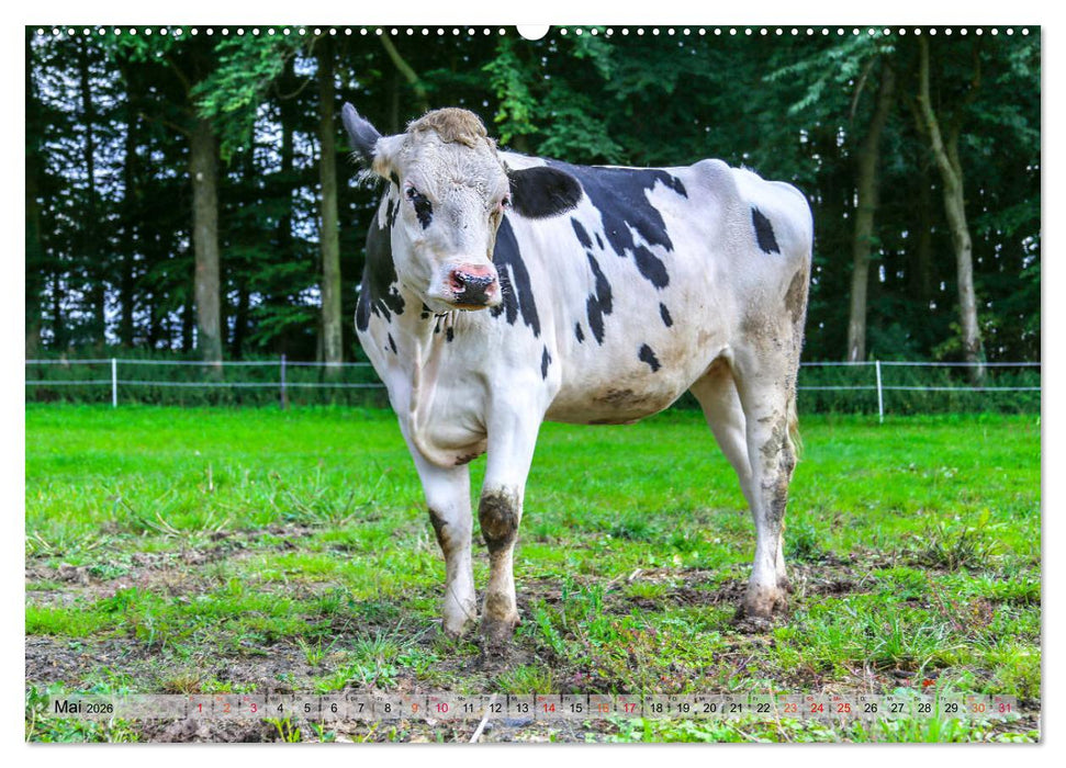 Sanfte Holsteiner (CALVENDO Premium Wandkalender 2026)