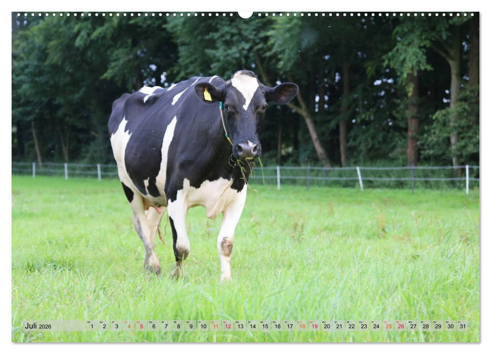 Sanfte Holsteiner (CALVENDO Premium Wandkalender 2026)