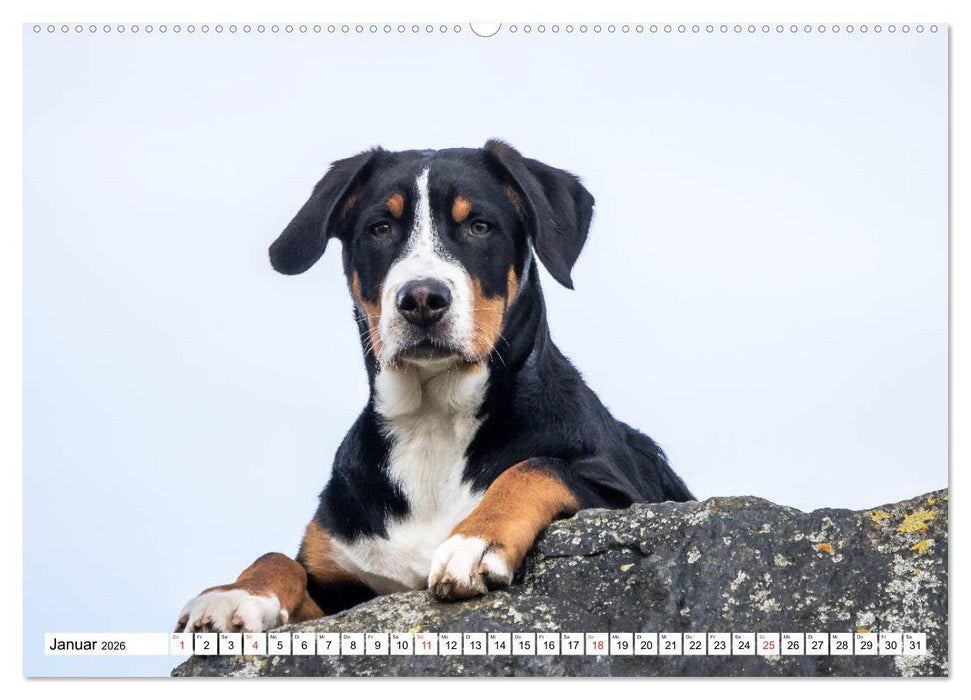 Großer Schweizer Sennenhund (CALVENDO Premium Wandkalender 2026)