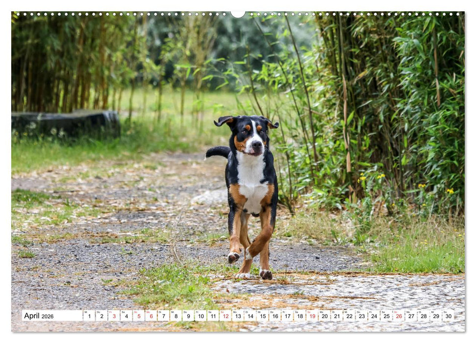 Großer Schweizer Sennenhund (CALVENDO Premium Wandkalender 2026)