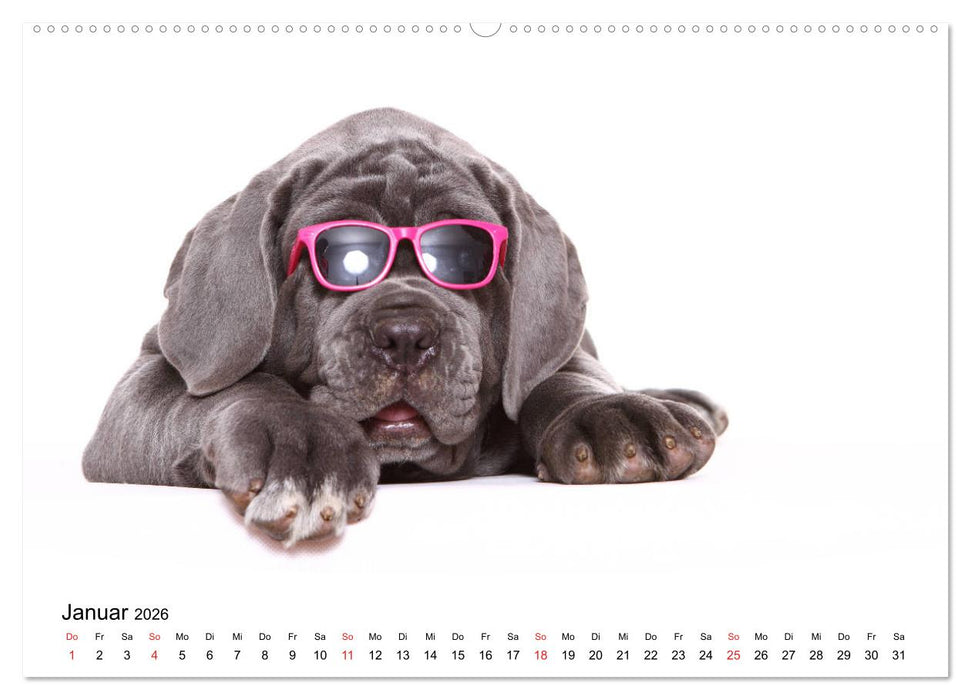 Funny Dogs (CALVENDO Premium Wandkalender 2026)