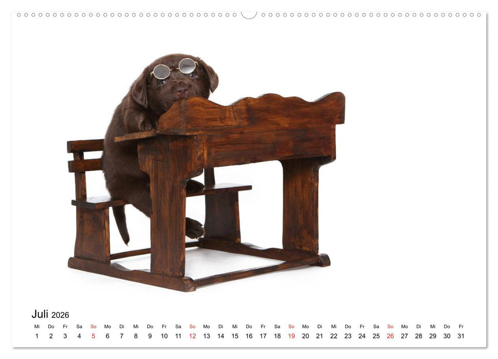 Funny Dogs (CALVENDO Premium Wandkalender 2026)