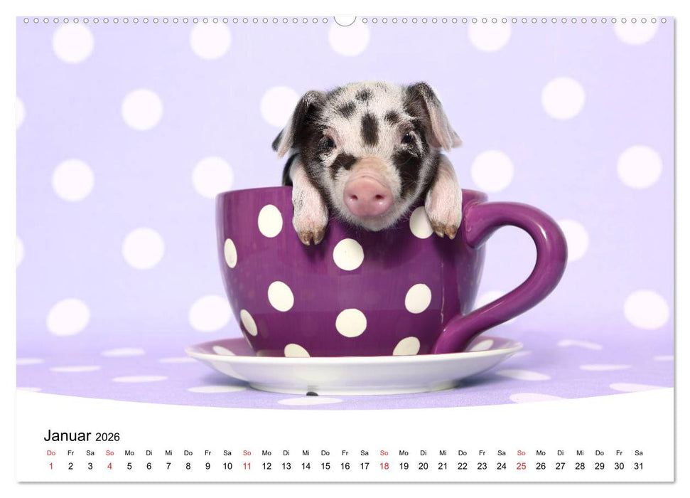 Niedliche Ferkel lovely piglets 2026 (CALVENDO Premium Wandkalender 2026)