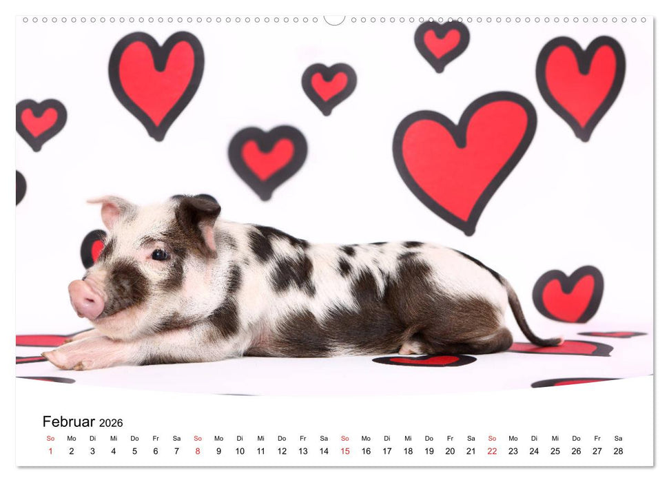 Niedliche Ferkel lovely piglets 2026 (CALVENDO Premium Wandkalender 2026)