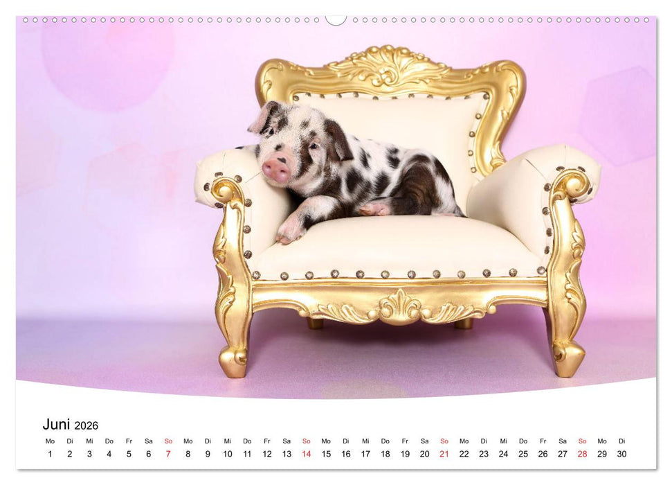 Niedliche Ferkel lovely piglets 2026 (CALVENDO Premium Wandkalender 2026)