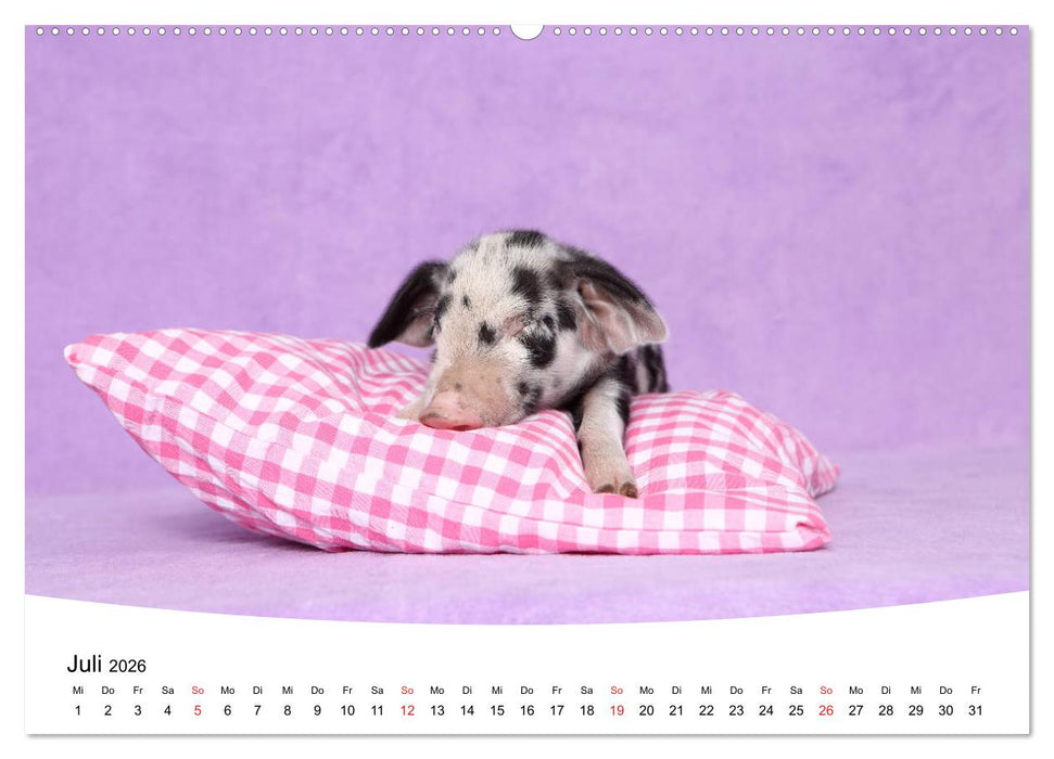 Niedliche Ferkel lovely piglets 2026 (CALVENDO Premium Wandkalender 2026)