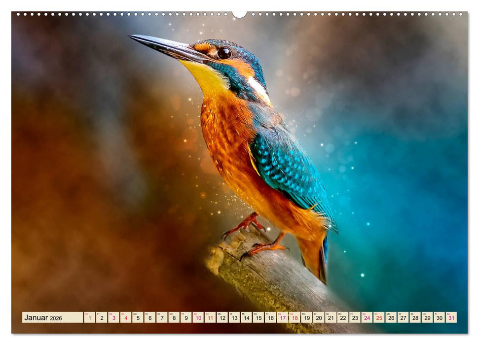 Wunderschöner Eisvogel (CALVENDO Premium Wandkalender 2026)