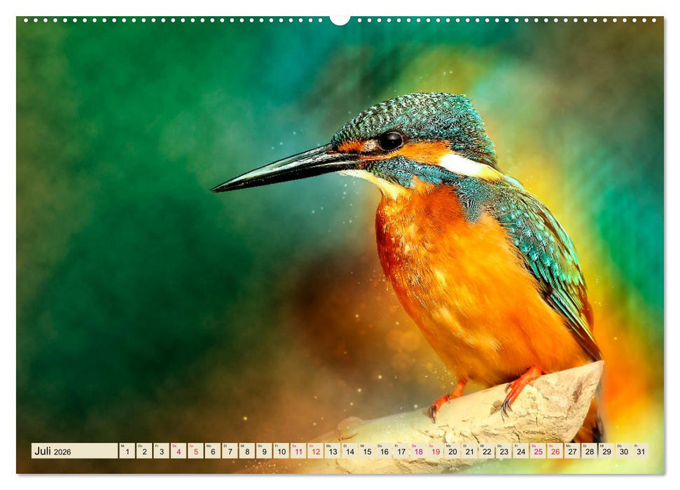 Wunderschöner Eisvogel (CALVENDO Premium Wandkalender 2026)