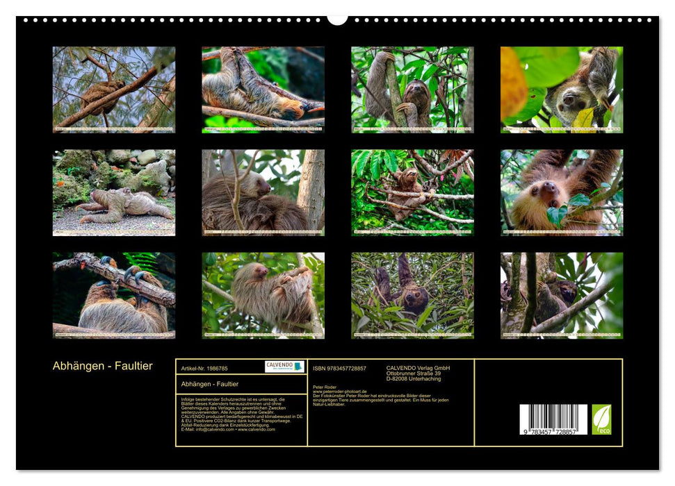 Abhängen - Faultier (CALVENDO Premium Wandkalender 2026)