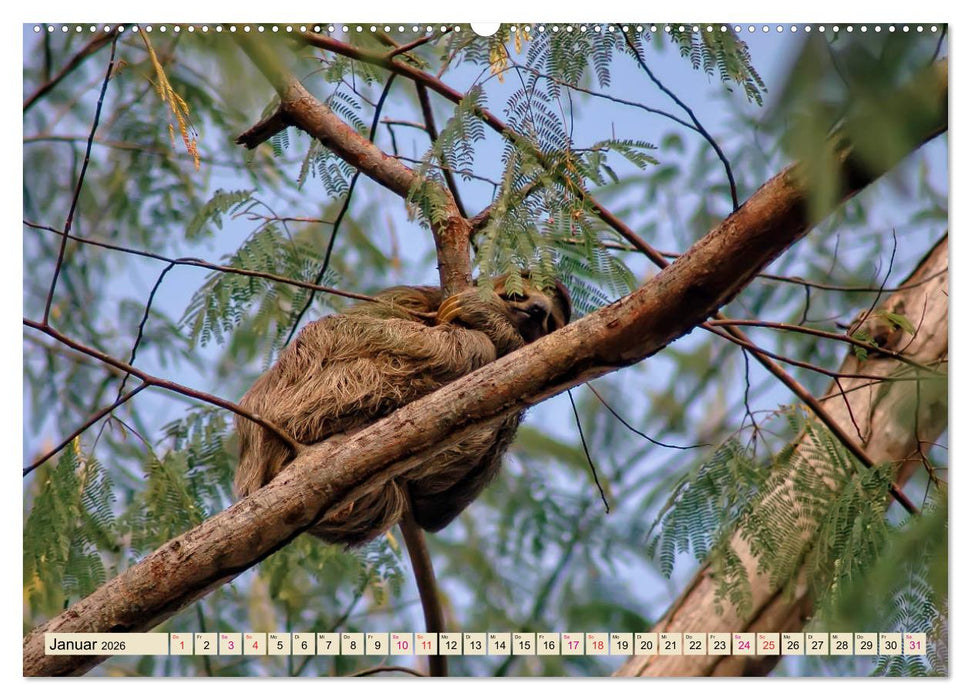 Abhängen - Faultier (CALVENDO Premium Wandkalender 2026)