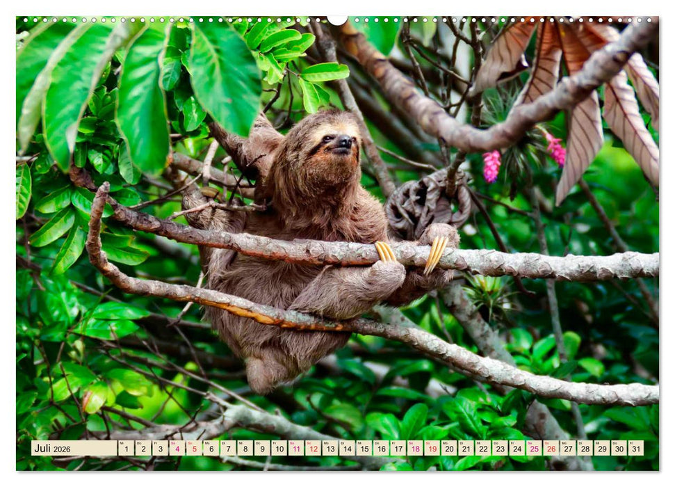 Abhängen - Faultier (CALVENDO Premium Wandkalender 2026)