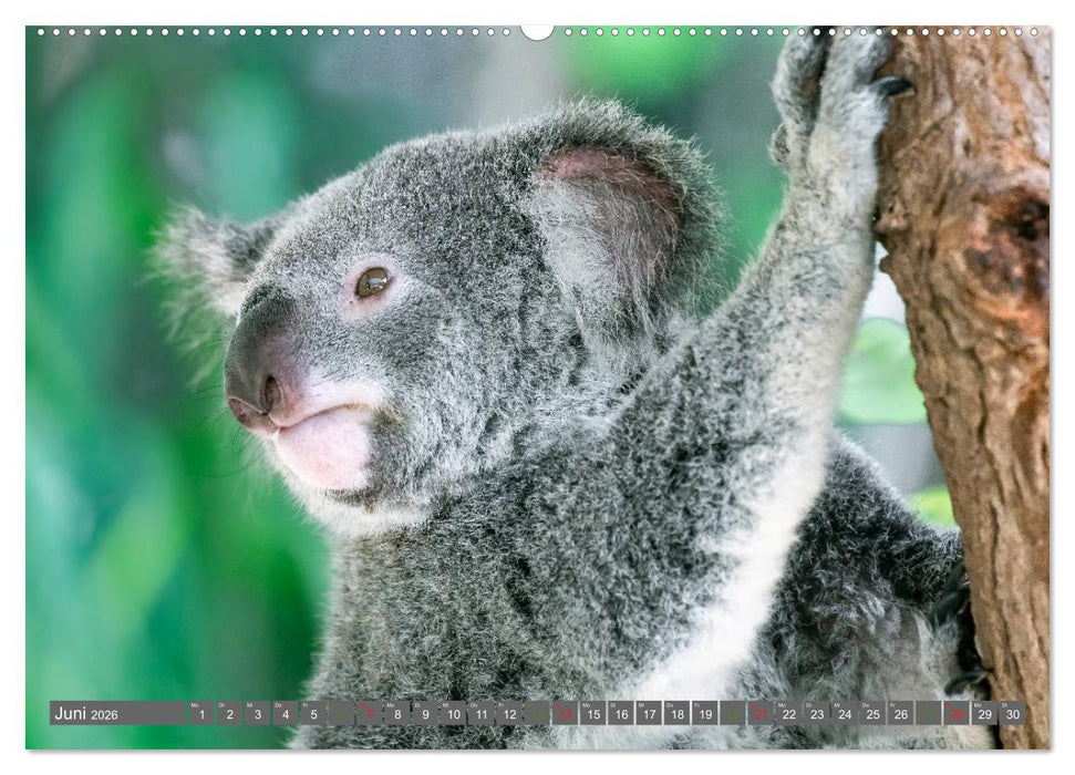Koalas - Kuscheliges Symbol Australiens (CALVENDO Wandkalender 2026)