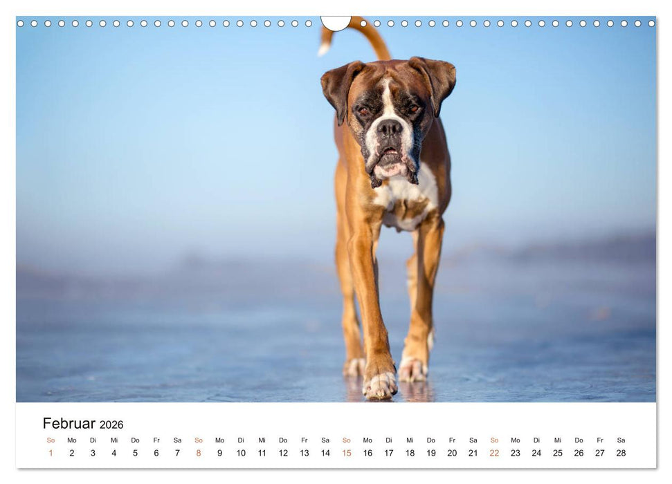 Deutscher Boxer (CALVENDO Wandkalender 2026)