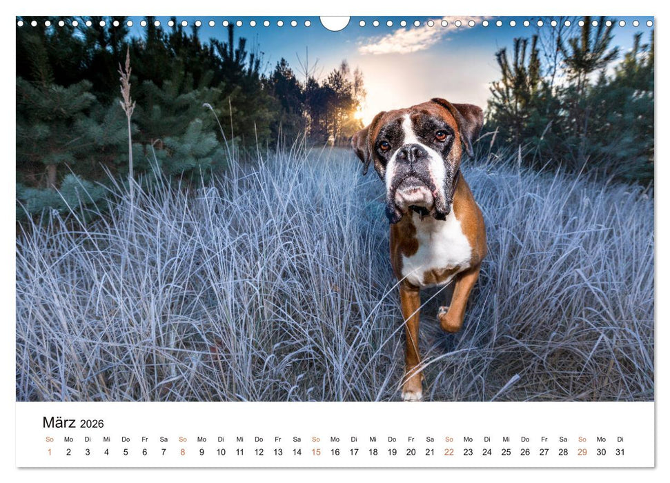 Deutscher Boxer (CALVENDO Wandkalender 2026)