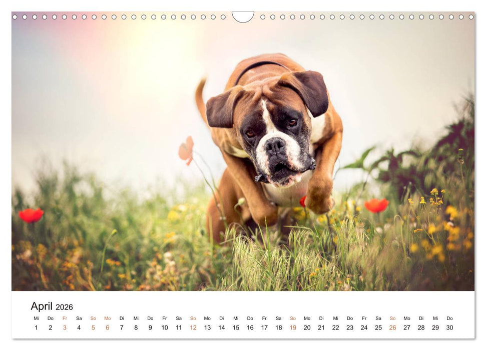 Deutscher Boxer (CALVENDO Wandkalender 2026)