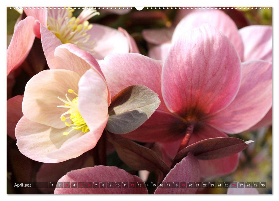 Christrosen (CALVENDO Premium Wandkalender 2026)