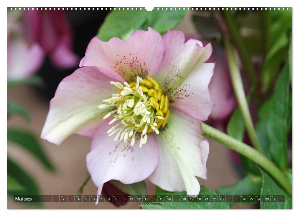 Christrosen (CALVENDO Premium Wandkalender 2026)