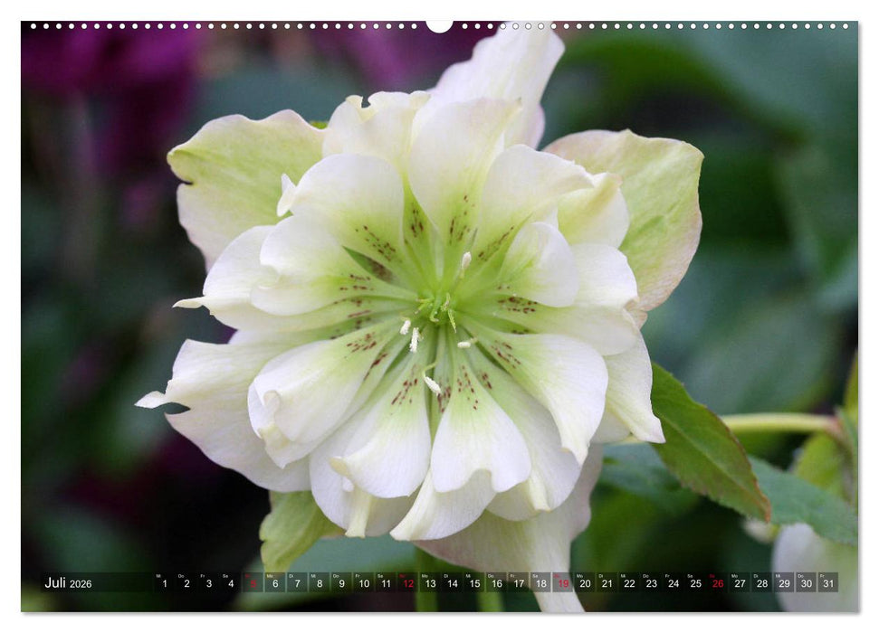 Christrosen (CALVENDO Premium Wandkalender 2026)