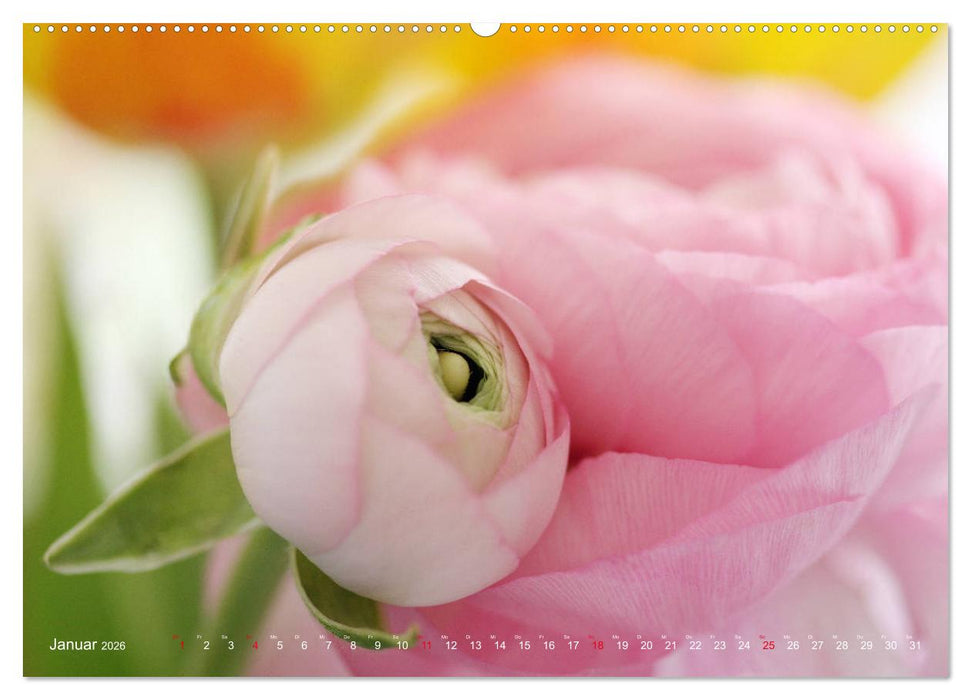 Ranunkeln (CALVENDO Premium Wandkalender 2026)