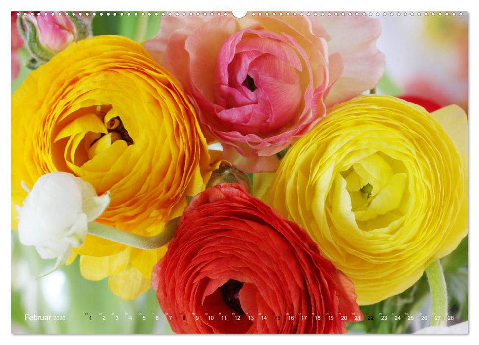 Ranunkeln (CALVENDO Premium Wandkalender 2026)
