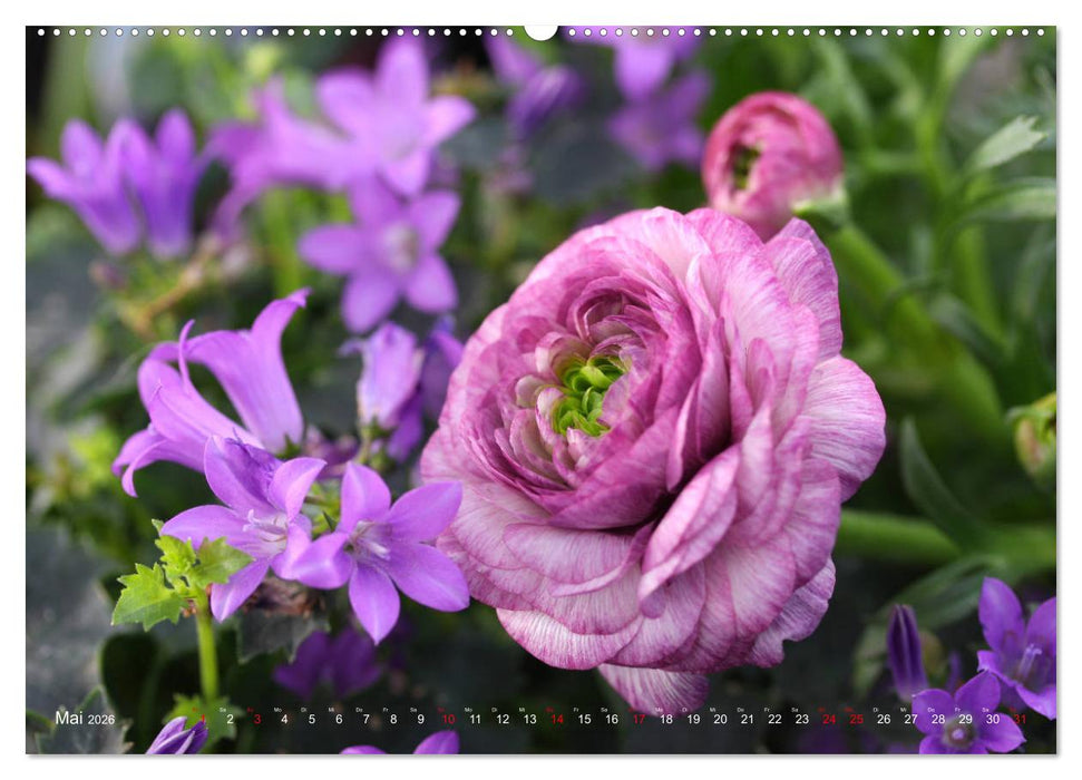 Ranunkeln (CALVENDO Premium Wandkalender 2026)