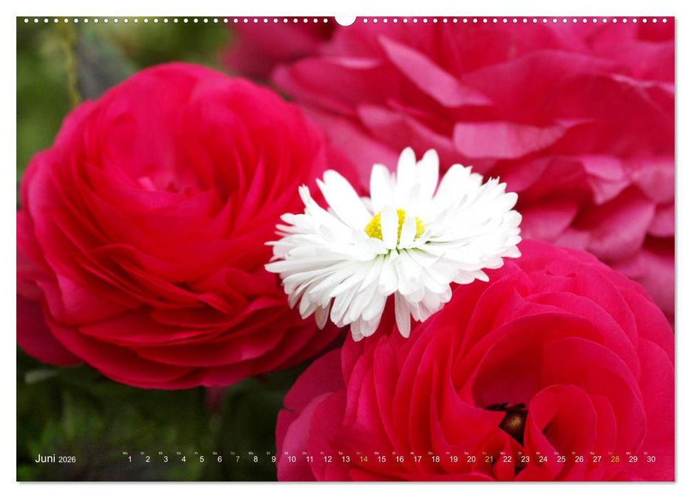Ranunkeln (CALVENDO Premium Wandkalender 2026)
