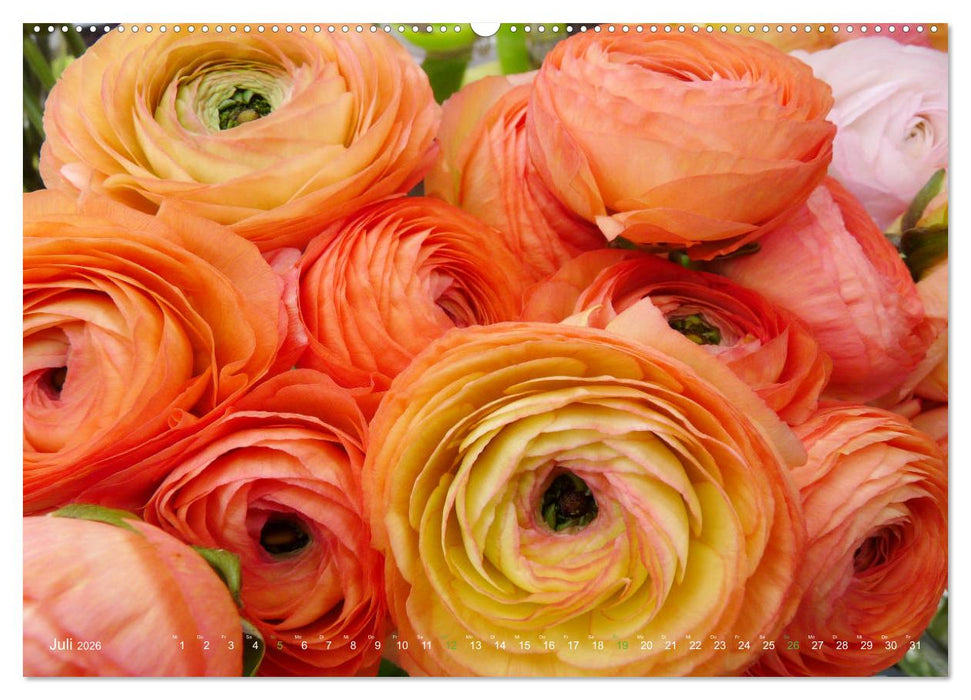 Ranunkeln (CALVENDO Premium Wandkalender 2026)