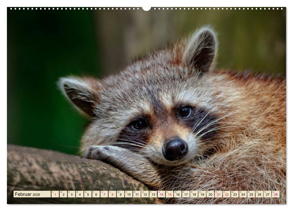 Waschbär - Niedlicher Allesfresser (CALVENDO Premium Wandkalender 2026)