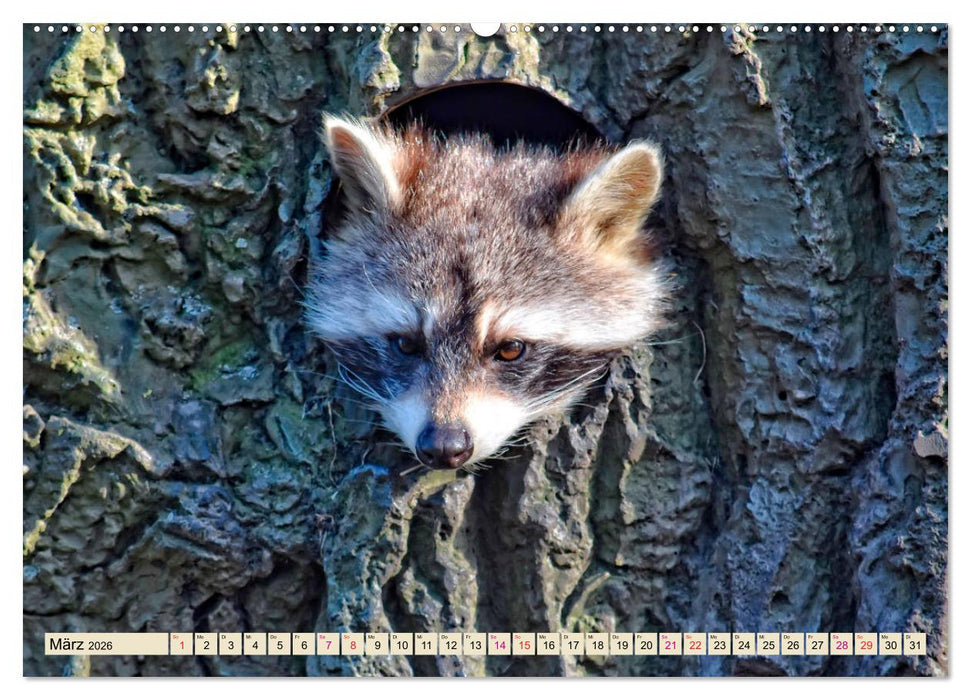 Waschbär - Niedlicher Allesfresser (CALVENDO Premium Wandkalender 2026)