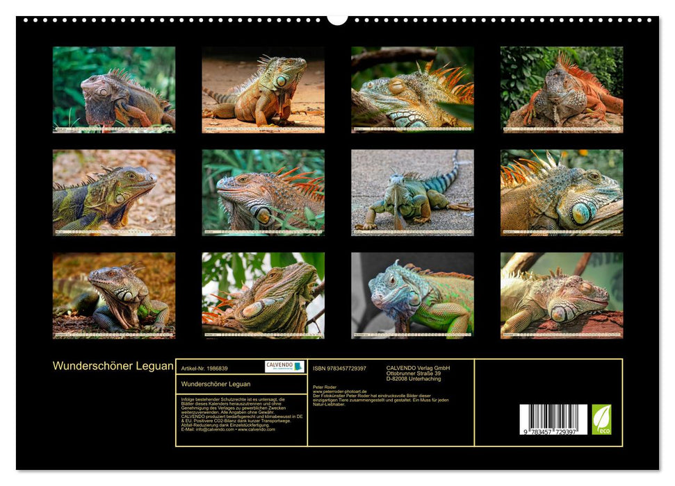 Wunderschöner Leguan (CALVENDO Premium Wandkalender 2026)