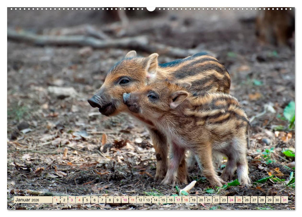 Unverwechselbar - Wildschwein (CALVENDO Premium Wandkalender 2026)