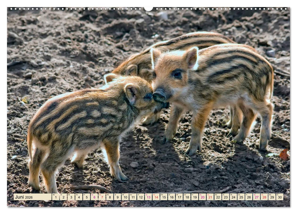 Unverwechselbar - Wildschwein (CALVENDO Premium Wandkalender 2026)