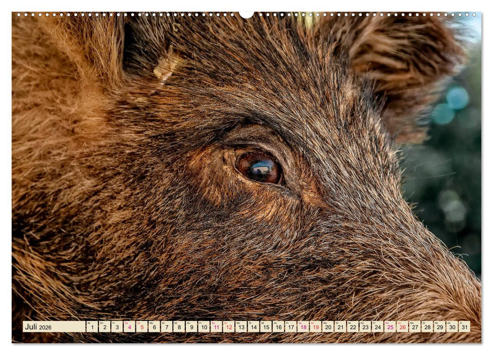 Unverwechselbar - Wildschwein (CALVENDO Premium Wandkalender 2026)