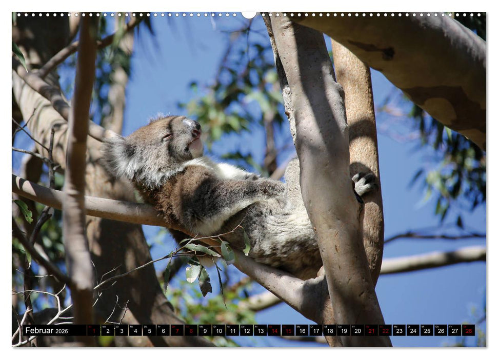 West-Australien (CALVENDO Premium Wandkalender 2026)