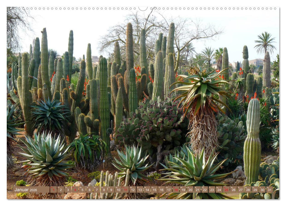 BOTANICACTUS Mallorcas Kakteengarten (CALVENDO Premium Wandkalender 2026)