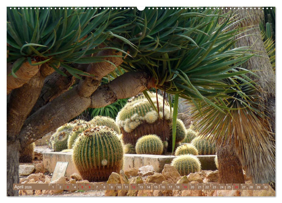 BOTANICACTUS Mallorcas Kakteengarten (CALVENDO Premium Wandkalender 2026)