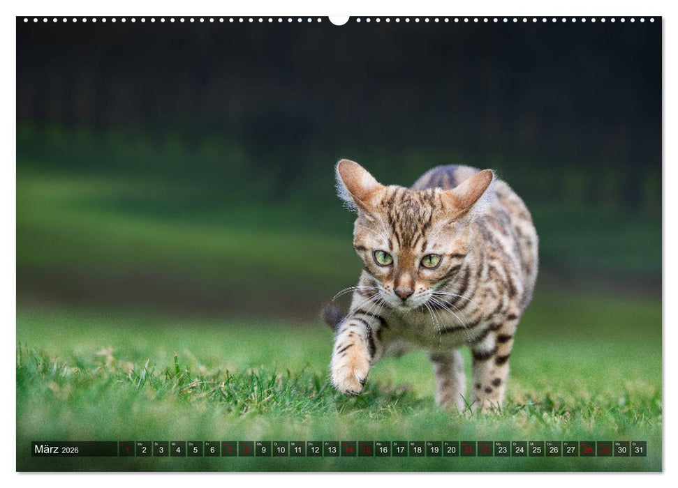 Bengalen Outdoor und Action (CALVENDO Premium Wandkalender 2026)