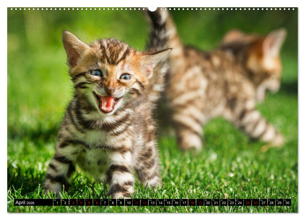 Bengalen Outdoor und Action (CALVENDO Premium Wandkalender 2026)