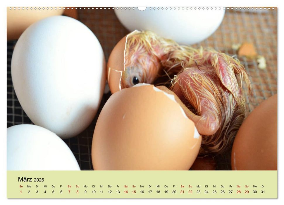 Vom Ei zum Huhn. Die Entwicklung von Küken (CALVENDO Premium Wandkalender 2026)