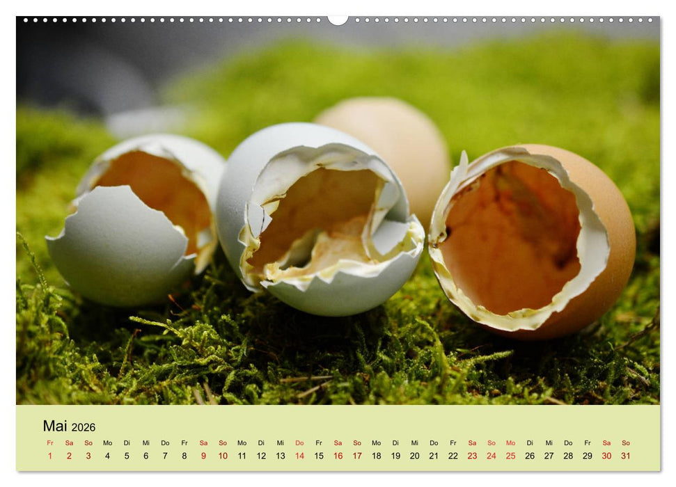 Vom Ei zum Huhn. Die Entwicklung von Küken (CALVENDO Premium Wandkalender 2026)