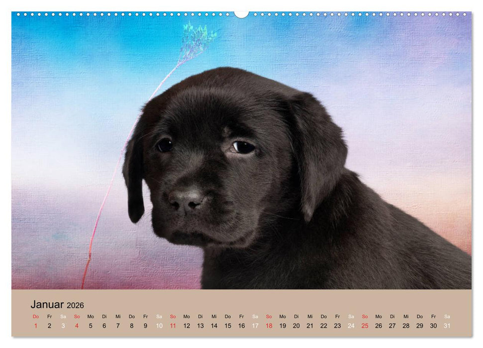 Labrador Retriever unsere Freunde (CALVENDO Wandkalender 2026)