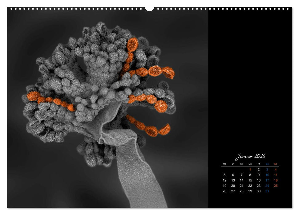 strucTEMs Mikrowelt - Winzige Nachbarn ganz groß (CALVENDO Premium Wandkalender 2026)