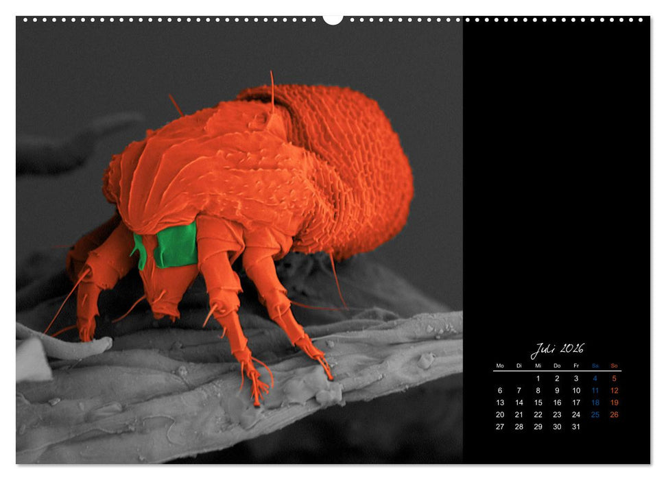 strucTEMs Mikrowelt - Winzige Nachbarn ganz groß (CALVENDO Premium Wandkalender 2026)