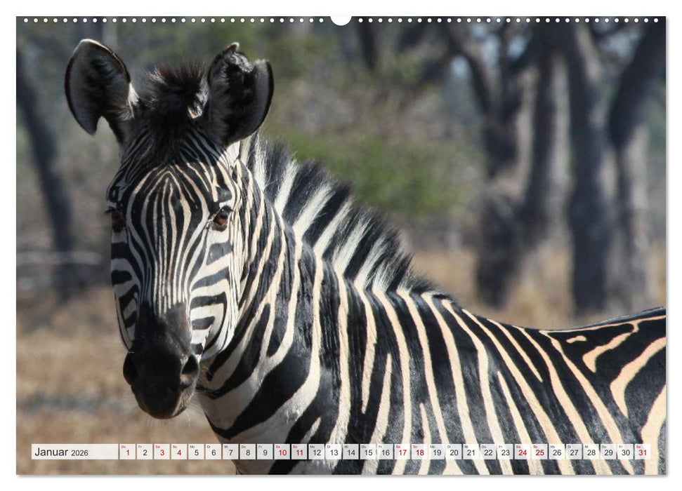 Sambia - ein großartiges Land (CALVENDO Premium Wandkalender 2026)