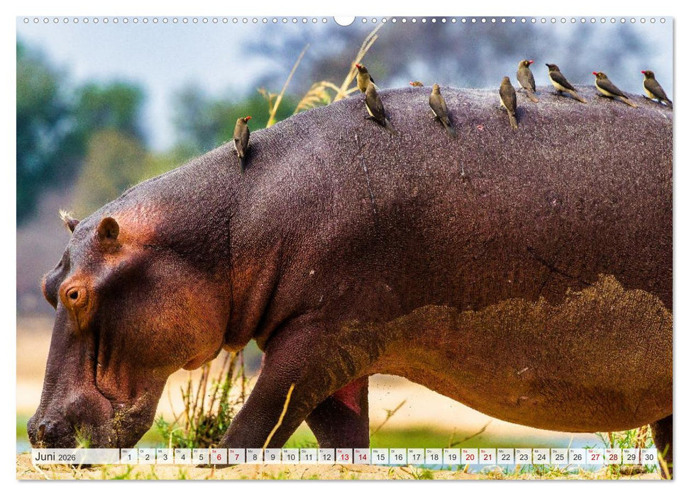 Sambia - ein großartiges Land (CALVENDO Premium Wandkalender 2026)