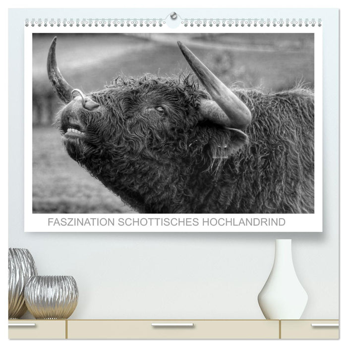 Faszination Schottisches Hochlandrind (CALVENDO Premium Wandkalender 2026)
