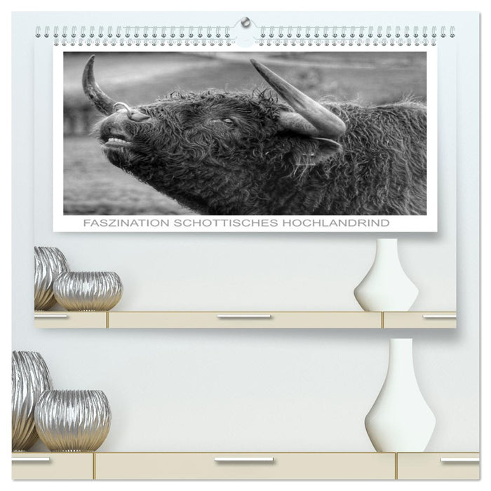 Faszination Schottisches Hochlandrind (CALVENDO Premium Wandkalender 2026)