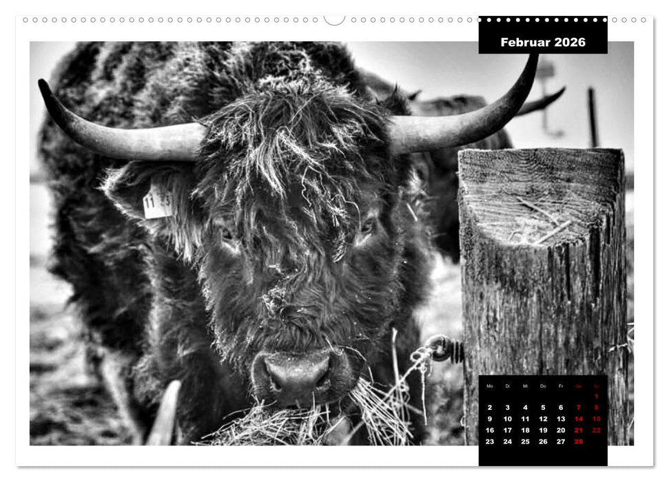 Faszination Schottisches Hochlandrind (CALVENDO Premium Wandkalender 2026)