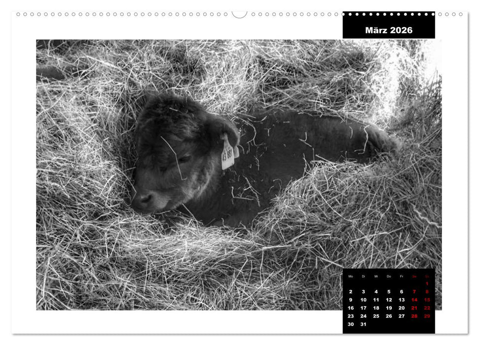 Faszination Schottisches Hochlandrind (CALVENDO Premium Wandkalender 2026)