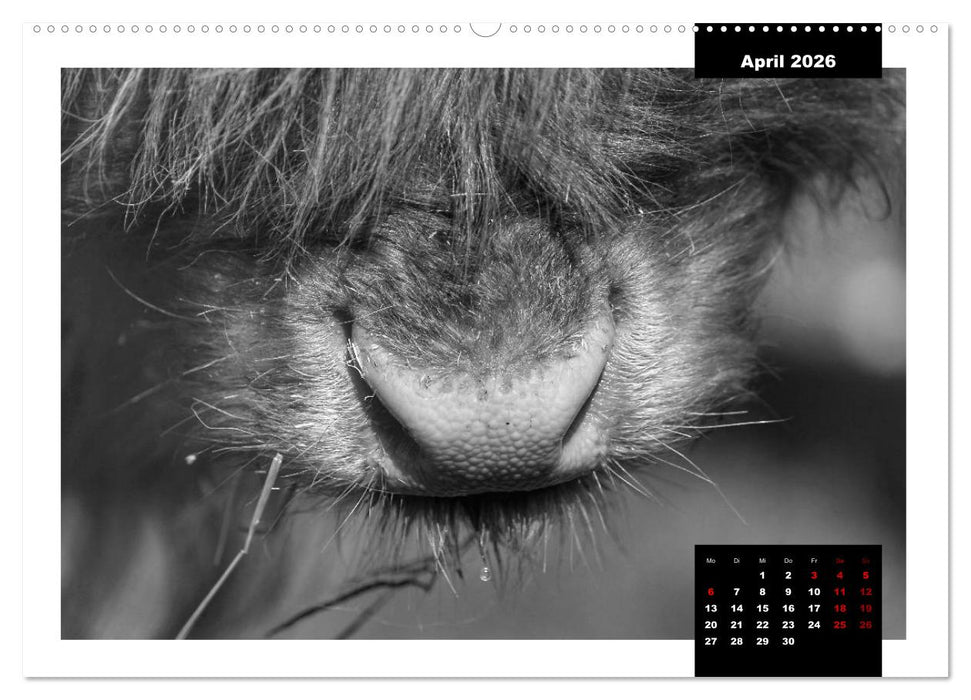 Faszination Schottisches Hochlandrind (CALVENDO Premium Wandkalender 2026)